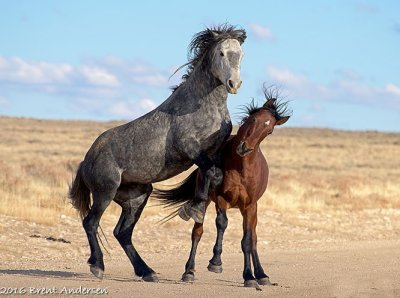 20161029_8462 copy.jpg