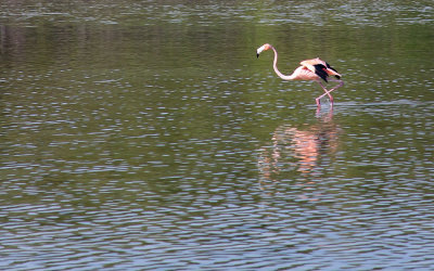 Flamingos on Middle Caicos