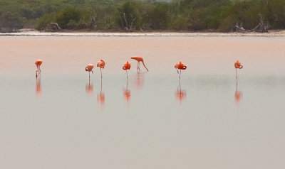 Flamingos on Middle Caicos