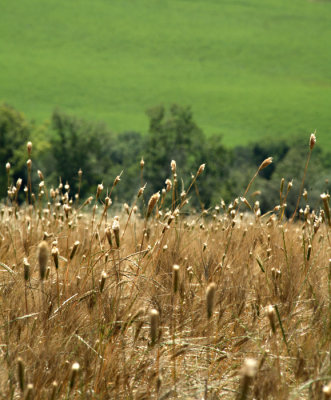 wheat1_w.jpg