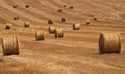 wheat4_w.jpg