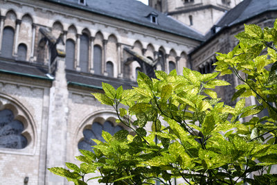 In the cathedral cloister