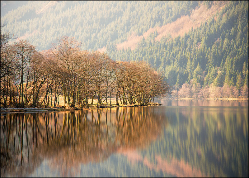 Light on trees