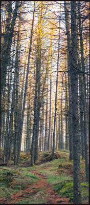 The tall trees