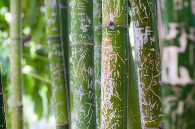20140218 bamboo