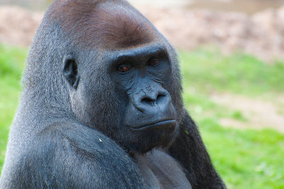 20140218 Gorilla