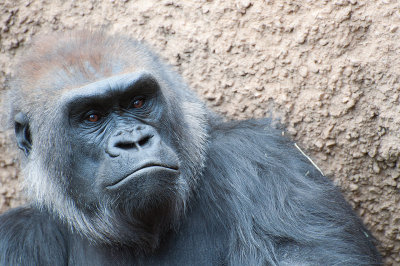 20140218 Gorilla