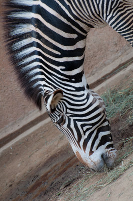 20140218 Zebra