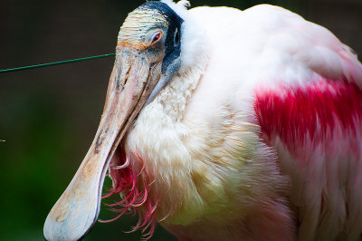 20140218 Roseate Spoonbill