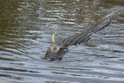 Alligator Glades