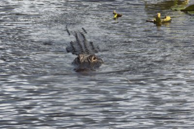 Alligator Glades