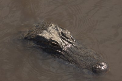 Alligator head