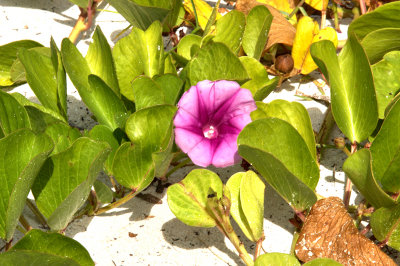 Beach flower