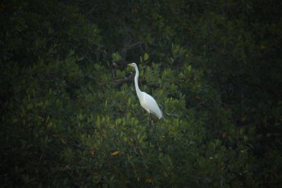 Bird-Key Largo