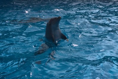Miami dolphin