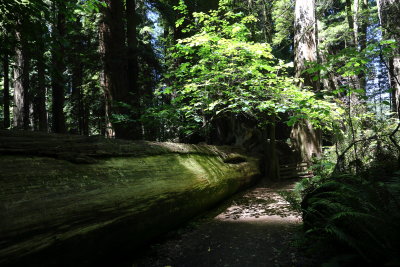 7T0A2733.JPG