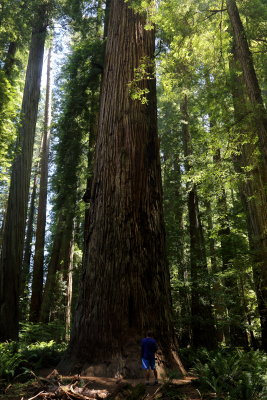 Redwood National Park