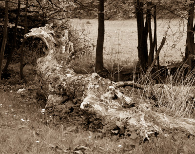 zIMG_7866-2sm.jpg