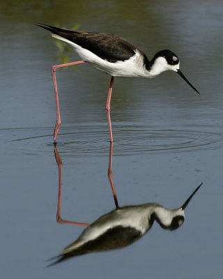 BLACK-NECKED STILT