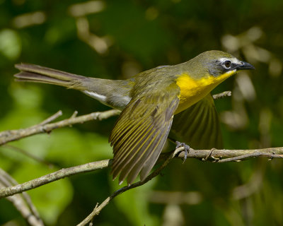 YELLOW-BREASTED CHAT