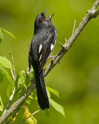 EASTERN TOWHEE