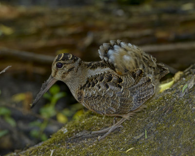 AMERICAN WOODCOCK