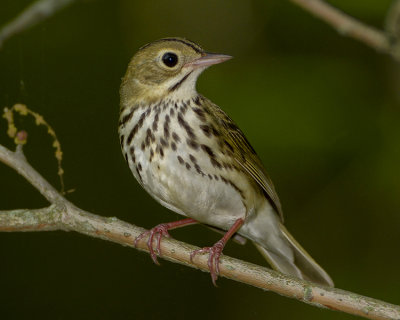 OVENBIRD