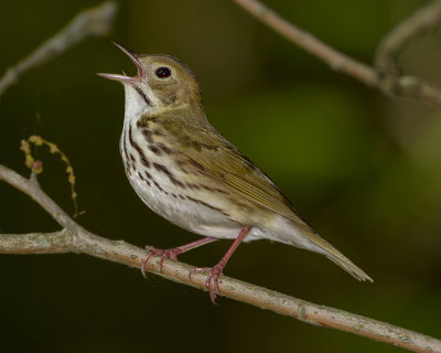 OVENBIRD