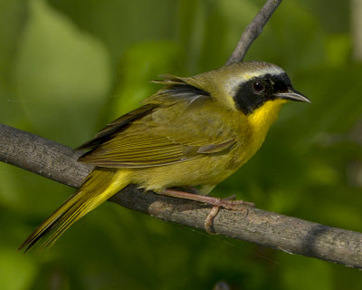 COMMON YELLOWTHROAT