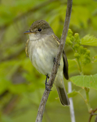 WILLOW FLYCATCHER