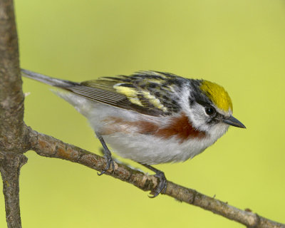 CHESTNUT-SIDED WARBLER