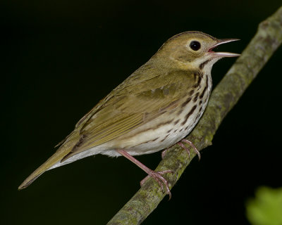 OVENBIRD