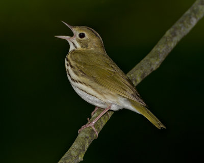 OVENBIRD