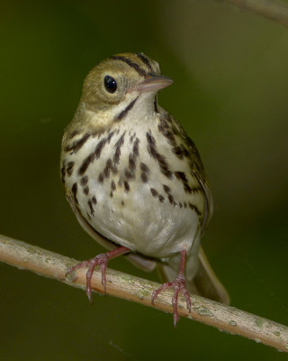 OVENBIRD