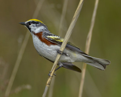 CHESTNUT-SIDED WARBLER