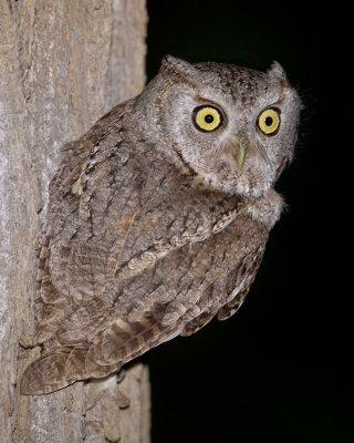 EASTERN SCREECH-OWL