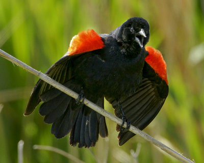 RED-WINGED BLACKBIRD