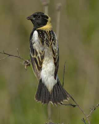 BOBOLINK