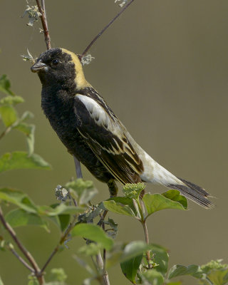 BOBOLINK