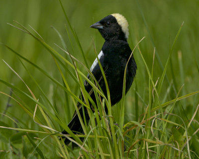 BOBOLINK