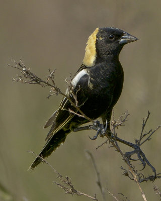 BOBOLINK