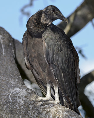 BLACK VULTURE