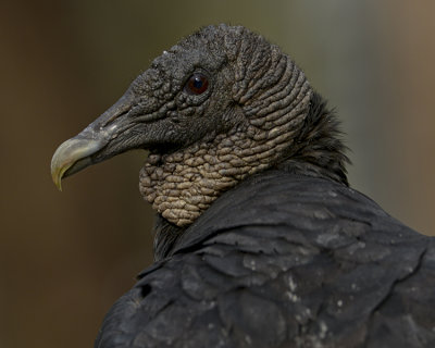 BLACK VULTURE