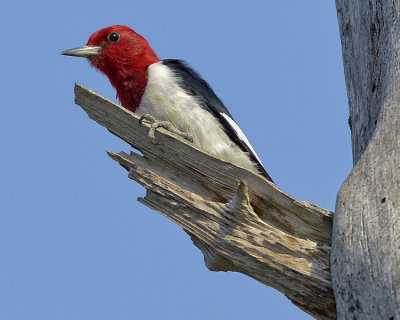 RED-HEADED WOODPECKER