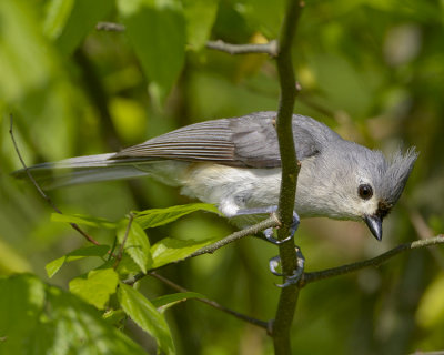 TURTED TITMOUSE