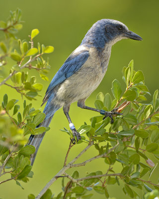 FLORIDA SCRUB-JAY