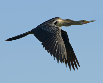 ANHINGA