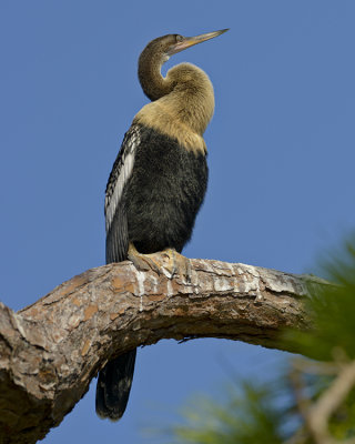 ANHINGA