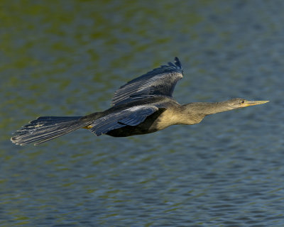 ANHINGA