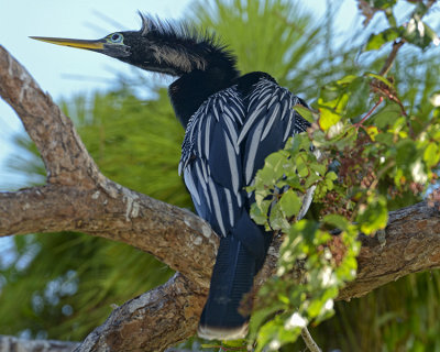 ANHINGA